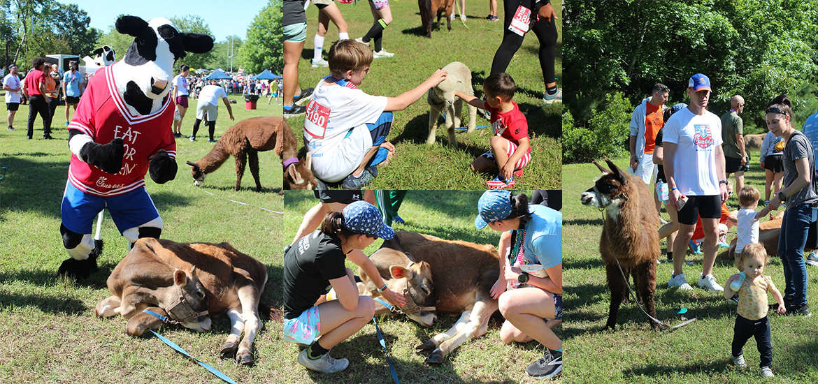 cows-test